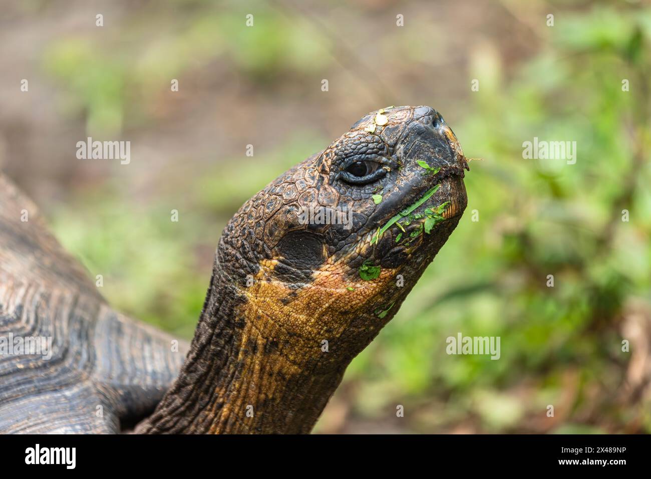 Islas Galápagos Ecuador (Chelonoidis nigra) Foto Stock