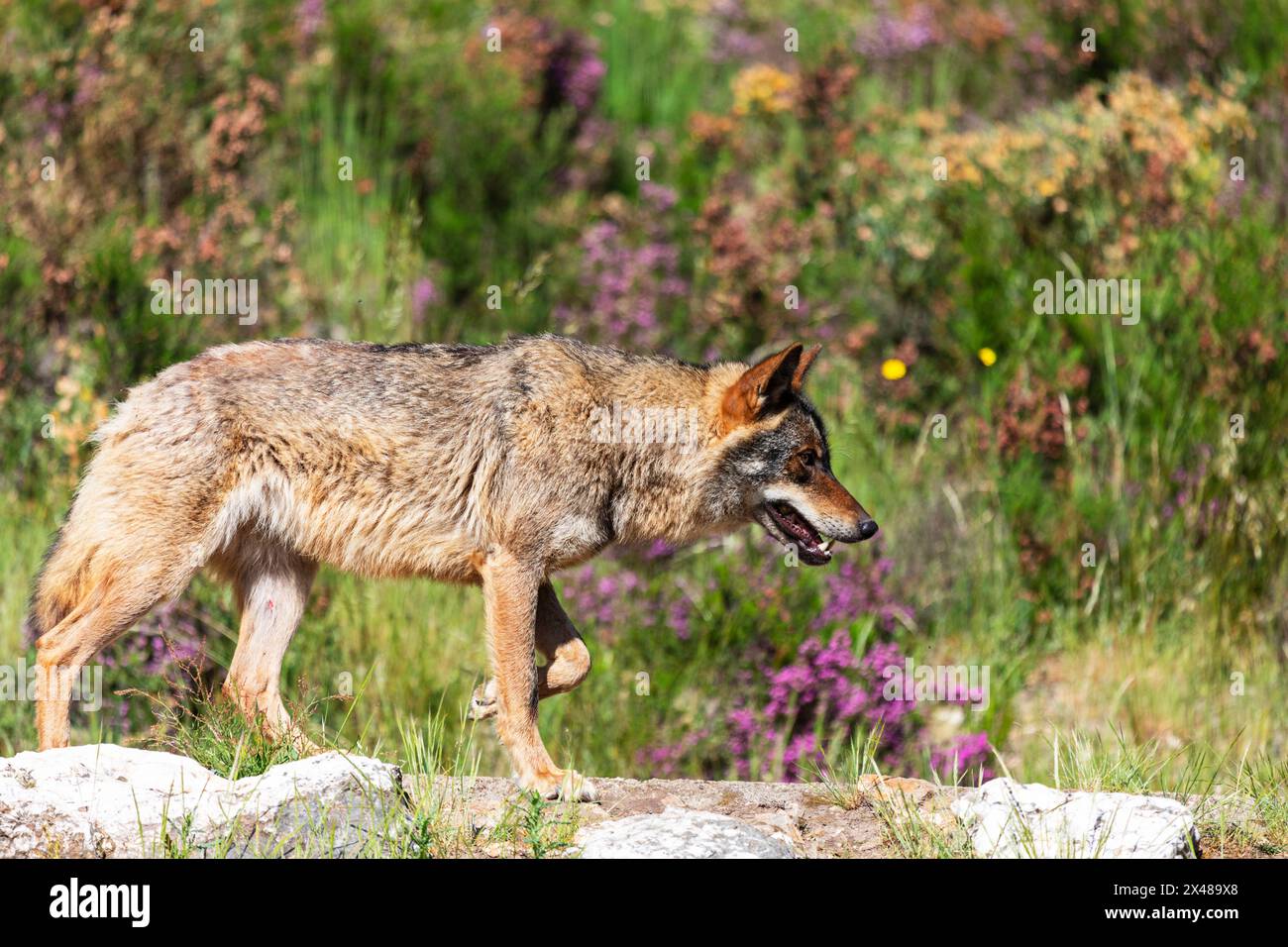 Lobo Ibérico (Canis lupus signatus) Foto Stock