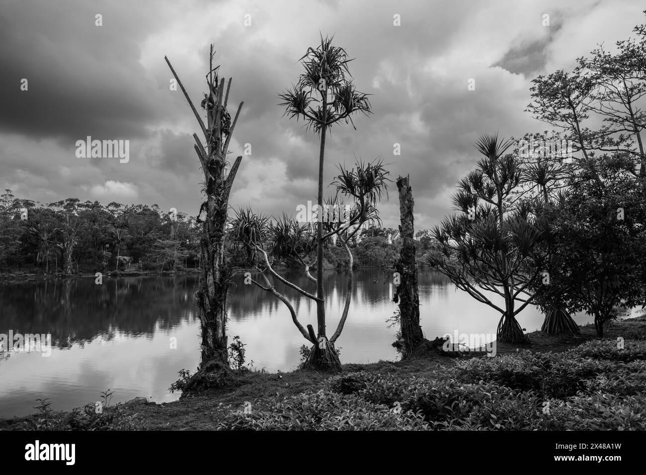 Paesaggio con lago e alberi bizzarri nella piantagione di tè Bois Cheri, Mauritius in bianco e nero monocromatico Foto Stock