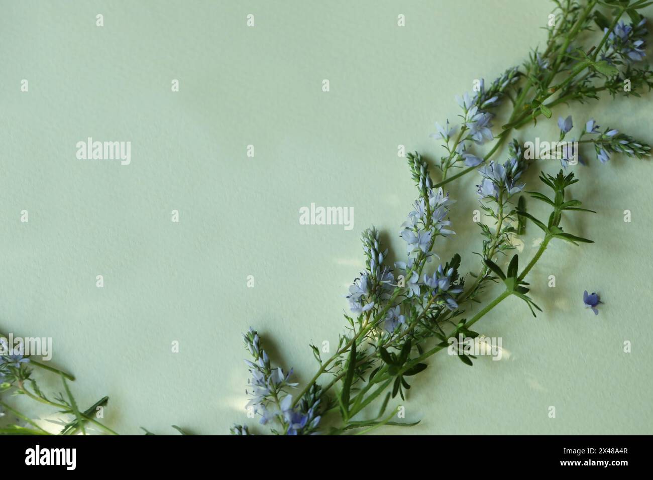 Cornice botanica azzurra su sfondo verde chiaro con spazio di copia. Sfondo floreale Foto Stock