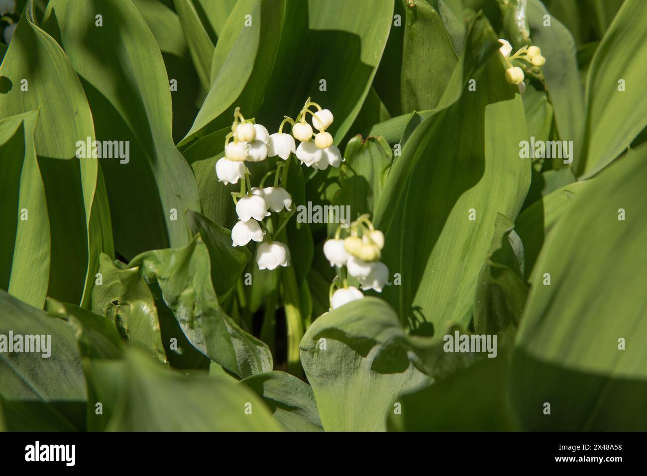 convallaria majalis: delicata bellezza del giglio della valle in primo piano all'aperto Foto Stock