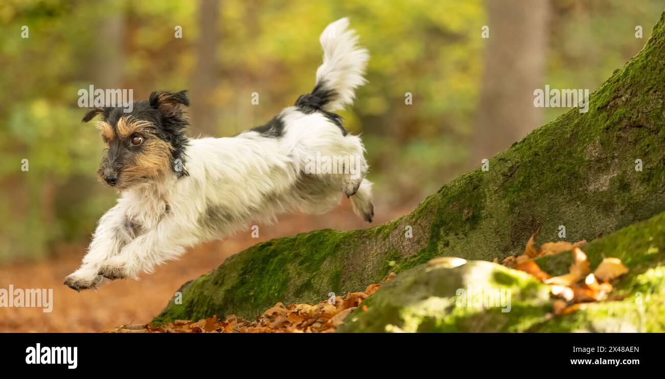 Il piccolo e carino cane Jack Russell Terrier corre attraverso la foresta in una giornata di sole Foto Stock