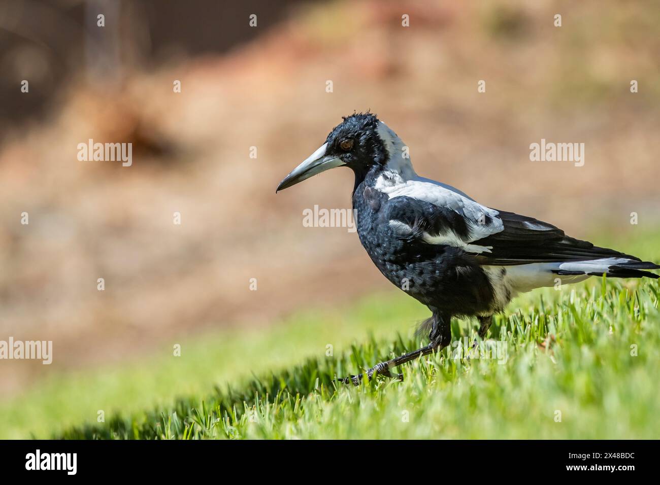 Magpie australiane (Gymnorhina tibicen) scattate a Bickley nel Perth hils, Australia Occidentale. Foto Stock