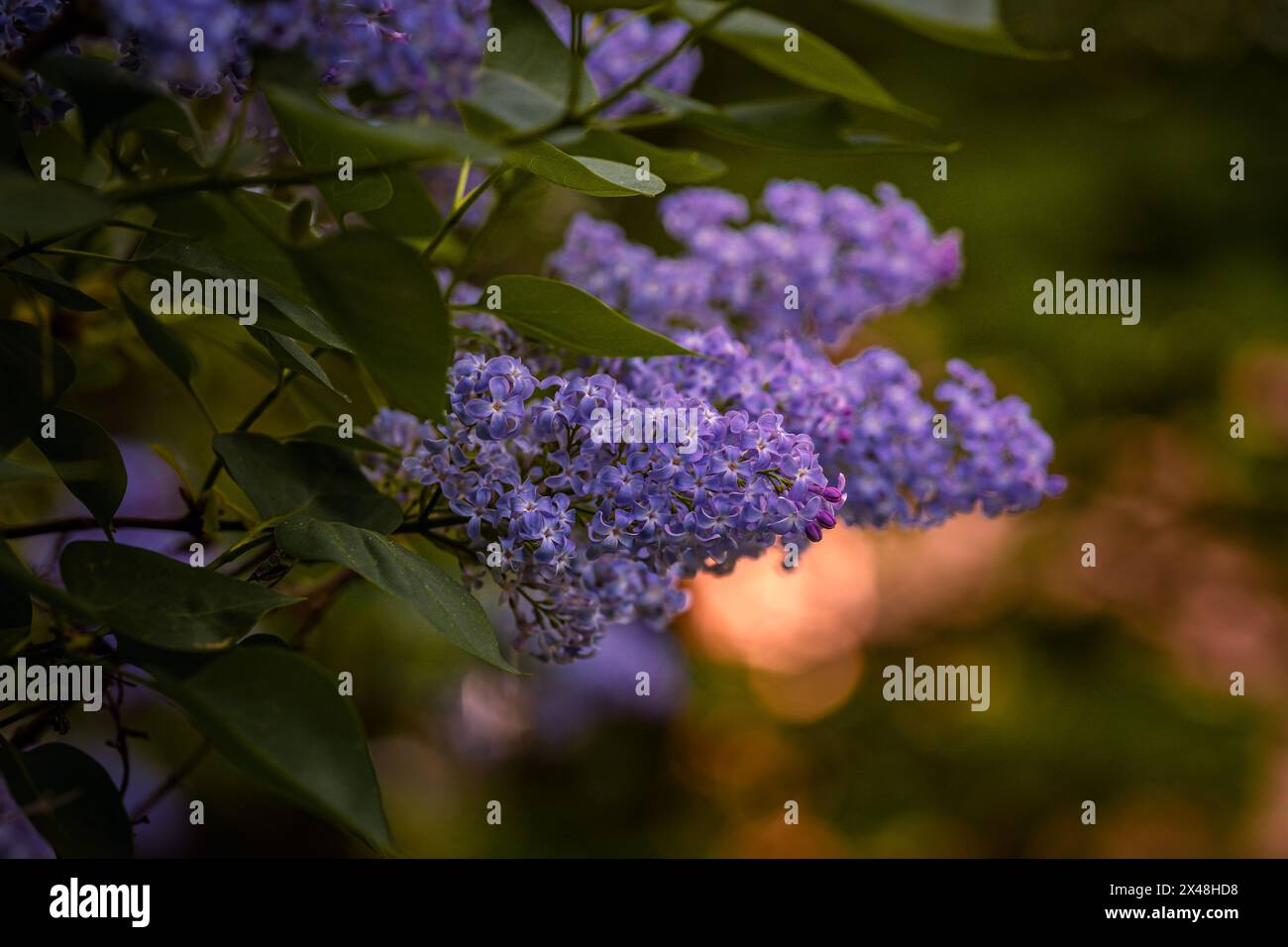 Alberi di lilla dai colori splendidi in piena fioritura in primavera a Praga, Repubblica Ceca, Europa. Vibrazioni primaverili piene di splendidi fiori, colori e profumi. Foto Stock