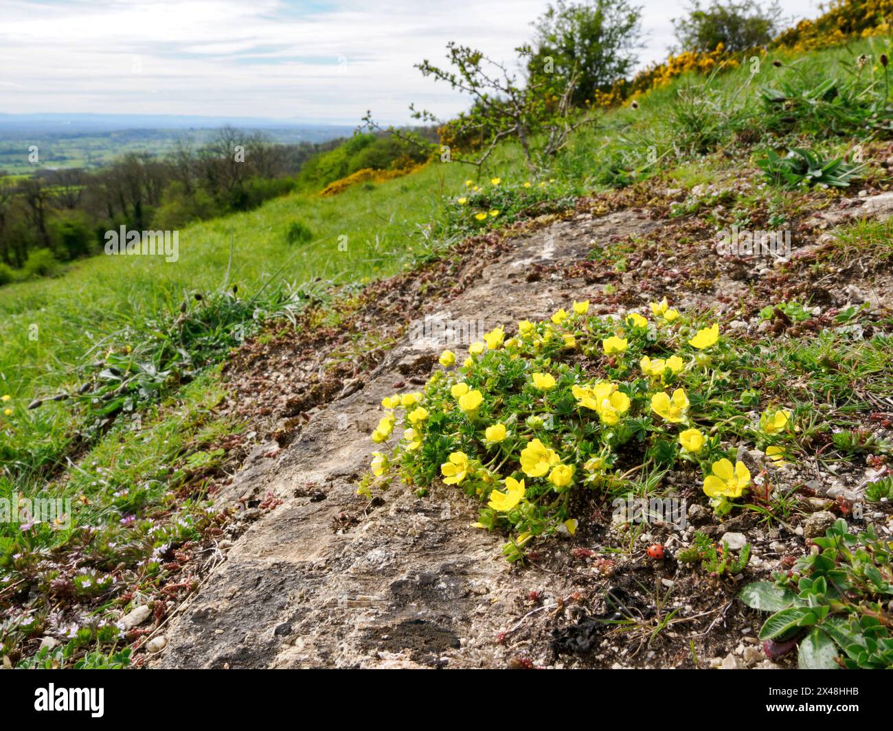 Cinquefoil primaverile Potentilla tabernaemontani che cresce su un affioramento calcareo di Carbonifero sulle Mendip Hills Somerset UK Foto Stock