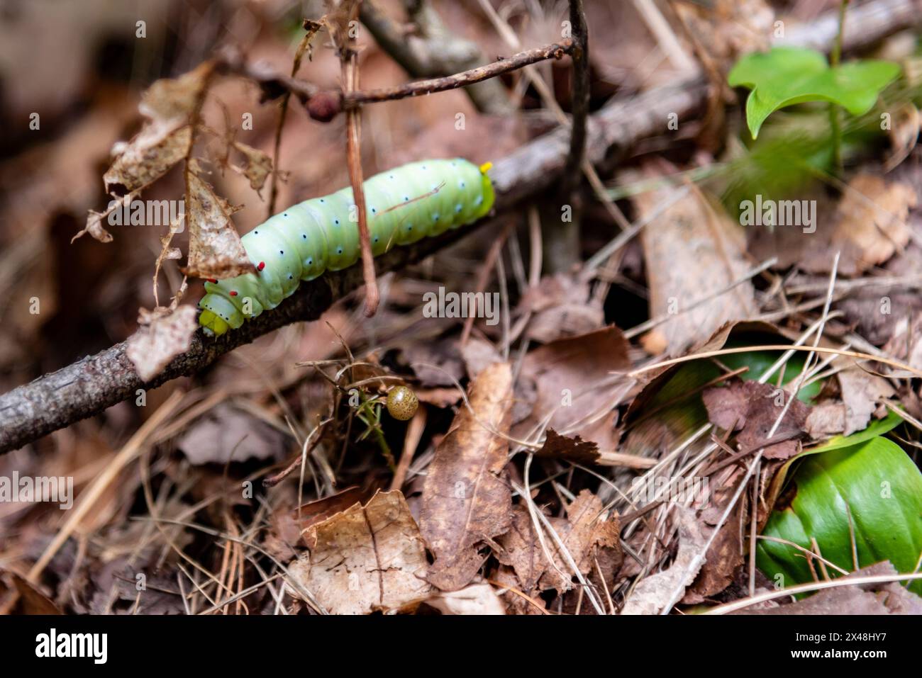 Un singolo bruco di seta promethea caccia di più foglie da mangiare prima di pupare. Foto Stock