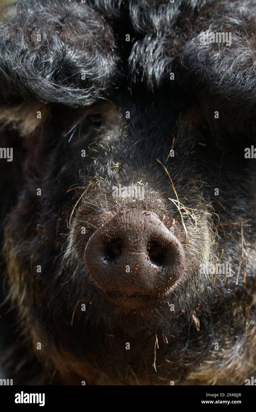 Primo piano di The Snout e Head of A Swallow-Bellied Woolly Hairy Mangalica Pig, Sow Roaming Wild ad Arne, Regno Unito Foto Stock