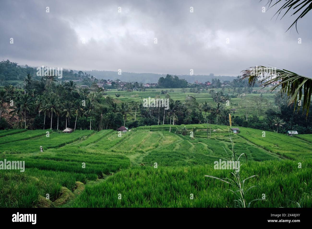 Un paesaggio delle risaie terrazzate di Jatiluwih a Bali Foto Stock