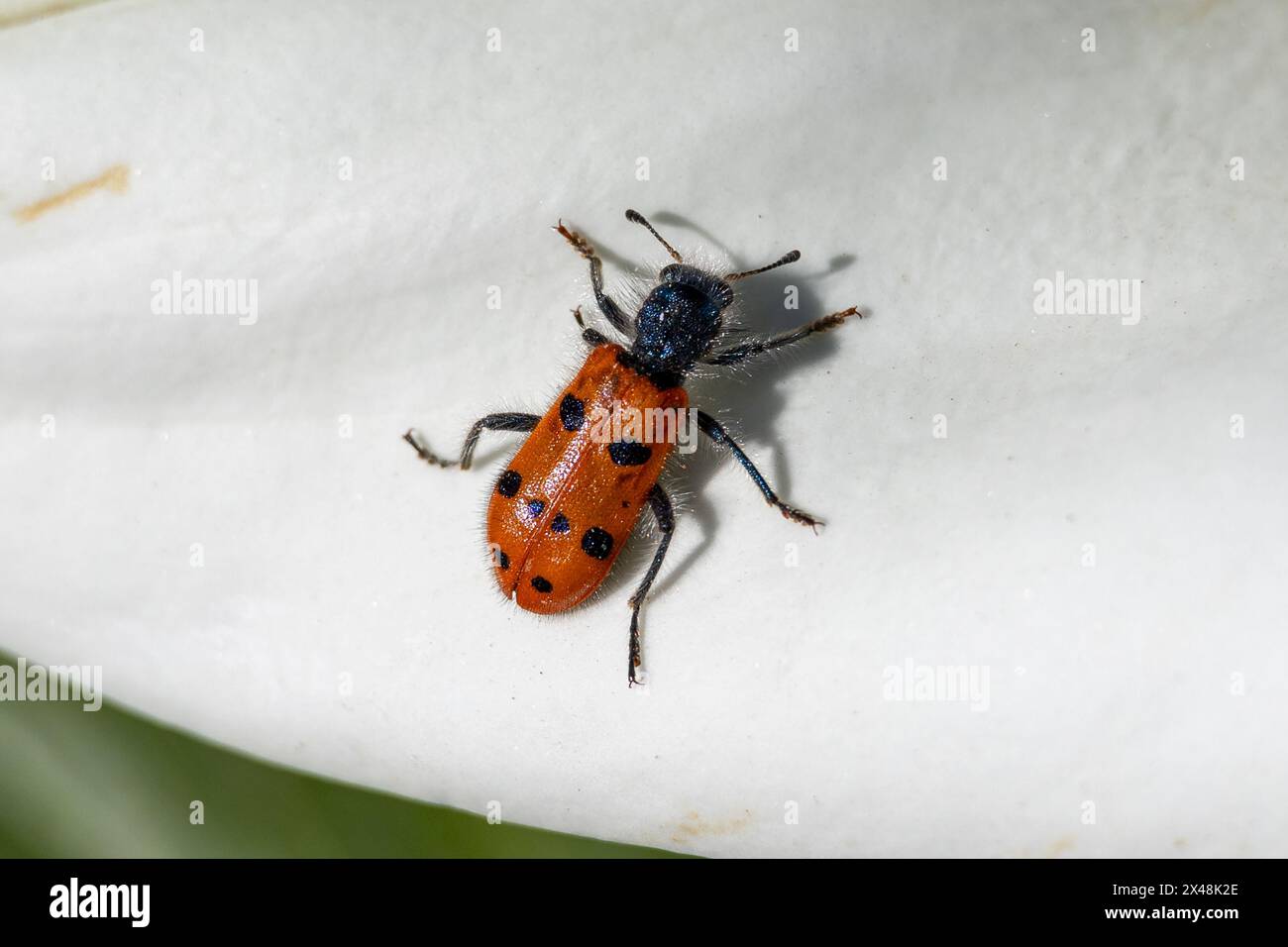 Trichodes octopunctatus, Checkered Beetle Foto Stock