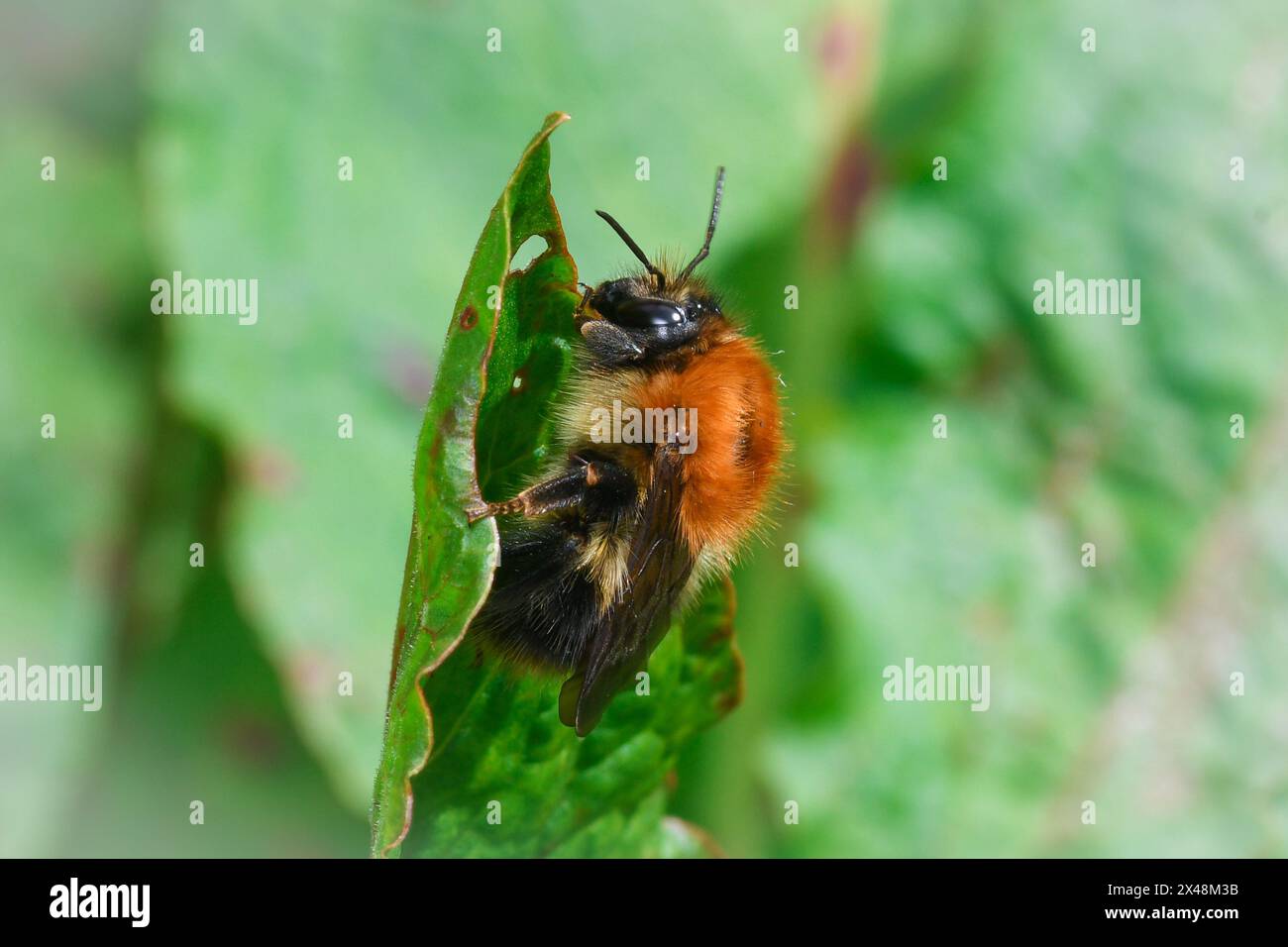 Un carder bumblebee (Bombus sp) appoggiato su una foglia. Silksworth, Sunderland, Regno Unito. Foto Stock