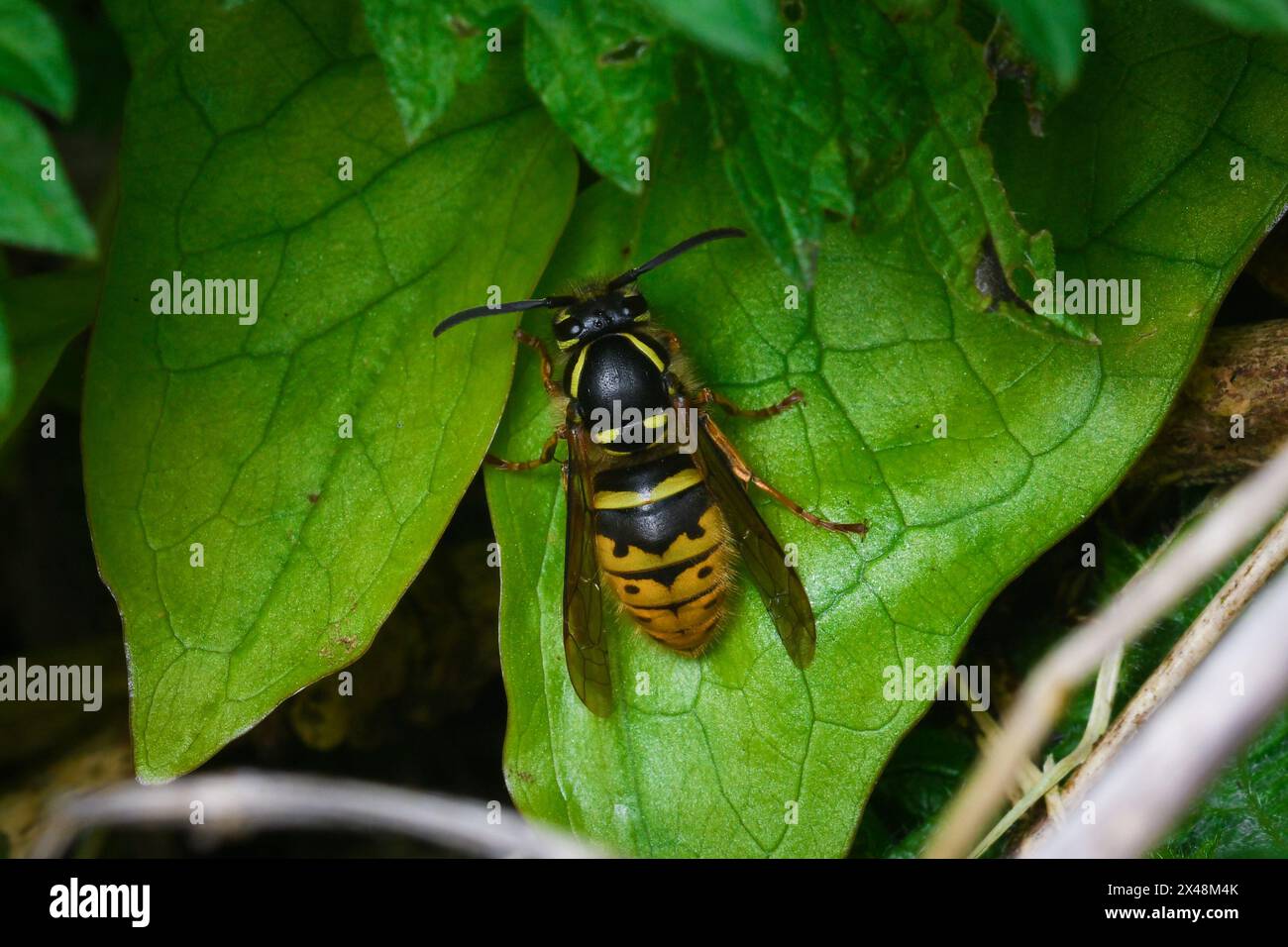 Una vespa regina (specie sconosciuta) riposa su una foglia. Girato a Tunstall Hills, Sunderland, Regno Unito Foto Stock