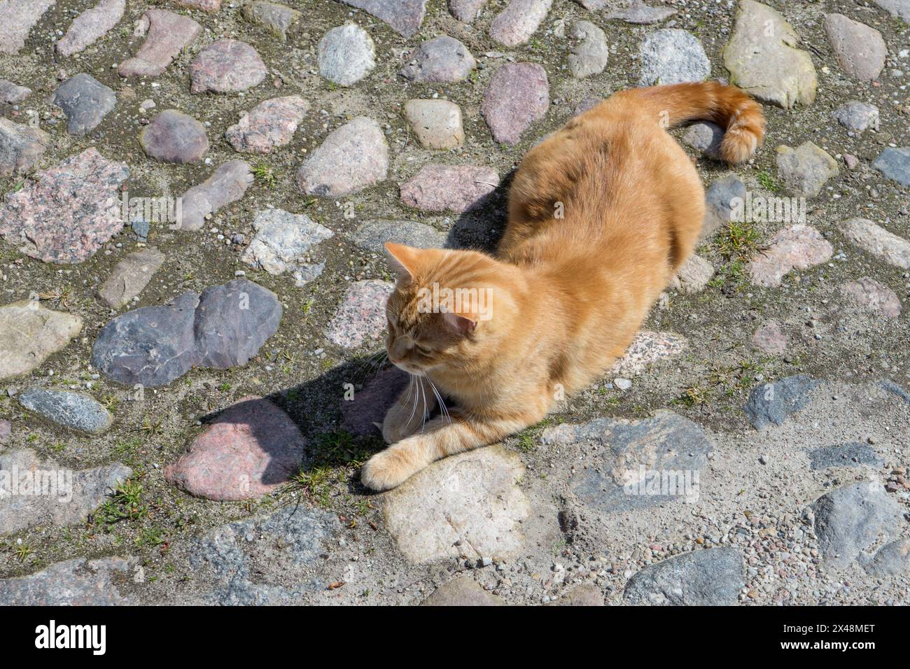 Il gatto rosso del tabby giace sulle pietre di pavimentazione al sole Foto Stock