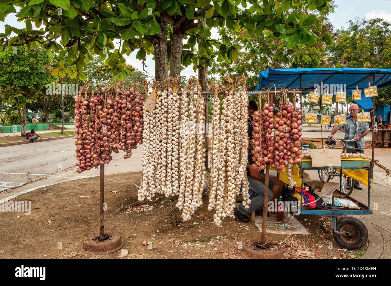 Mostra al dettaglio di trecce di aglio e cipolla nella zona di mercato, Santa Clara, Cuba Foto Stock