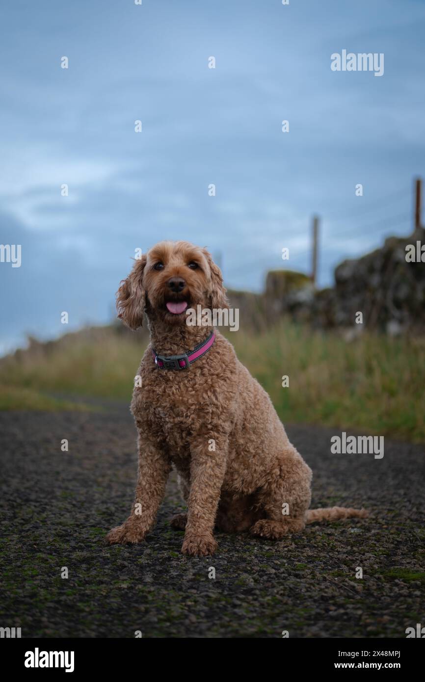 Buon cane cockapoo seduto e sorridente alla macchina fotografica. Foto Stock