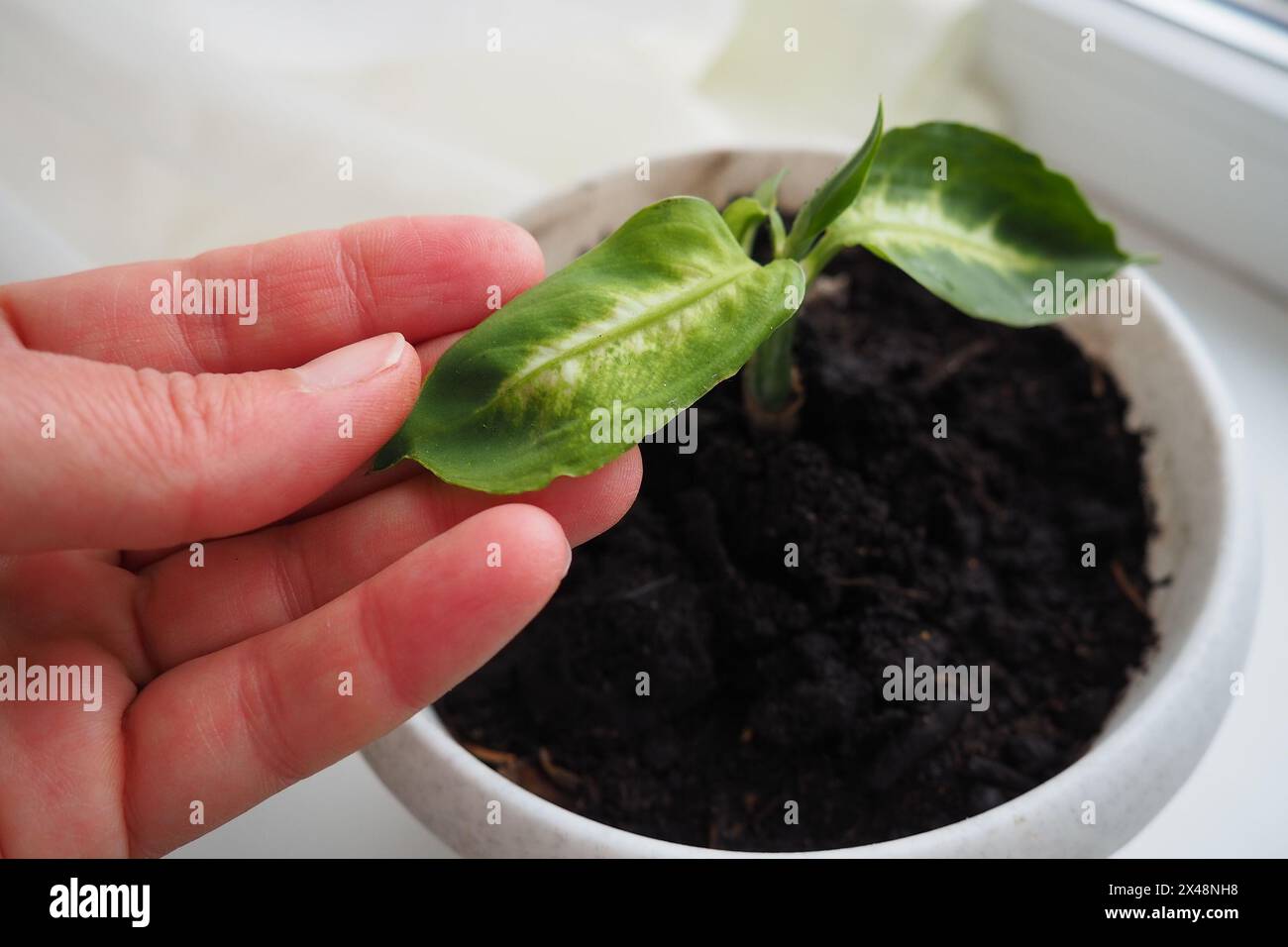 Dieffenbachia, stupida canna o giglio leopardo, genere di piante tropicali da fiore della famiglia delle Araceae. Pianta ornamentale, pianta domestica. Un giovane transp di piante Foto Stock
