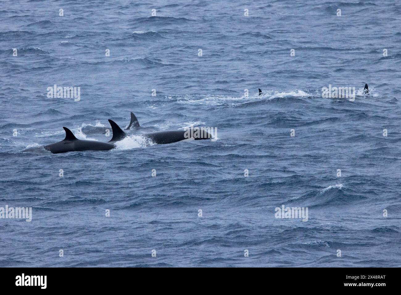 Orca Antartica (tipo A) (Orcinus orca) pattuglia le acque al largo dell'isola Macquarie, subantartica australiana, alla ricerca di pinguini Foto Stock
