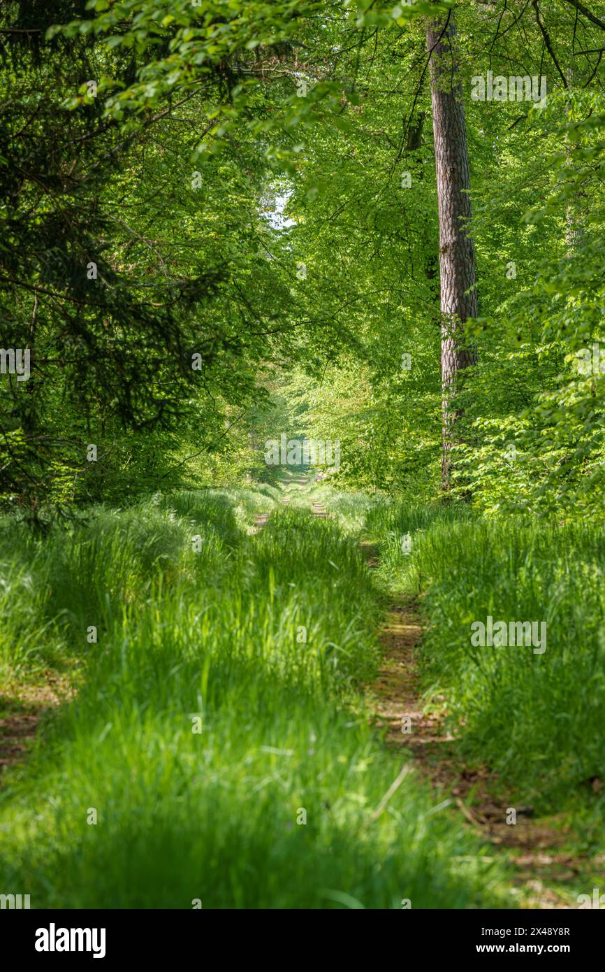 Un corso d'acqua si snoda attraverso un paesaggio naturale di lussureggiante foresta verde, con alti alberi che forniscono ombra e un tappeto d'erba che copre la foresta flo Foto Stock