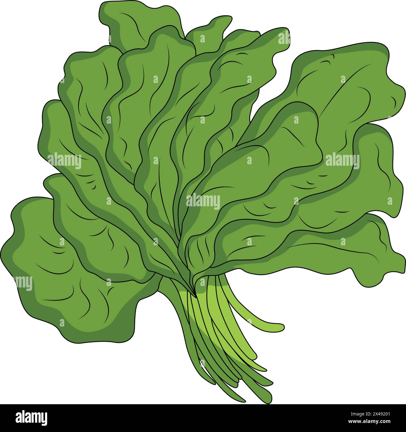 Spinaci verdi sani Illustrazione Vettoriale