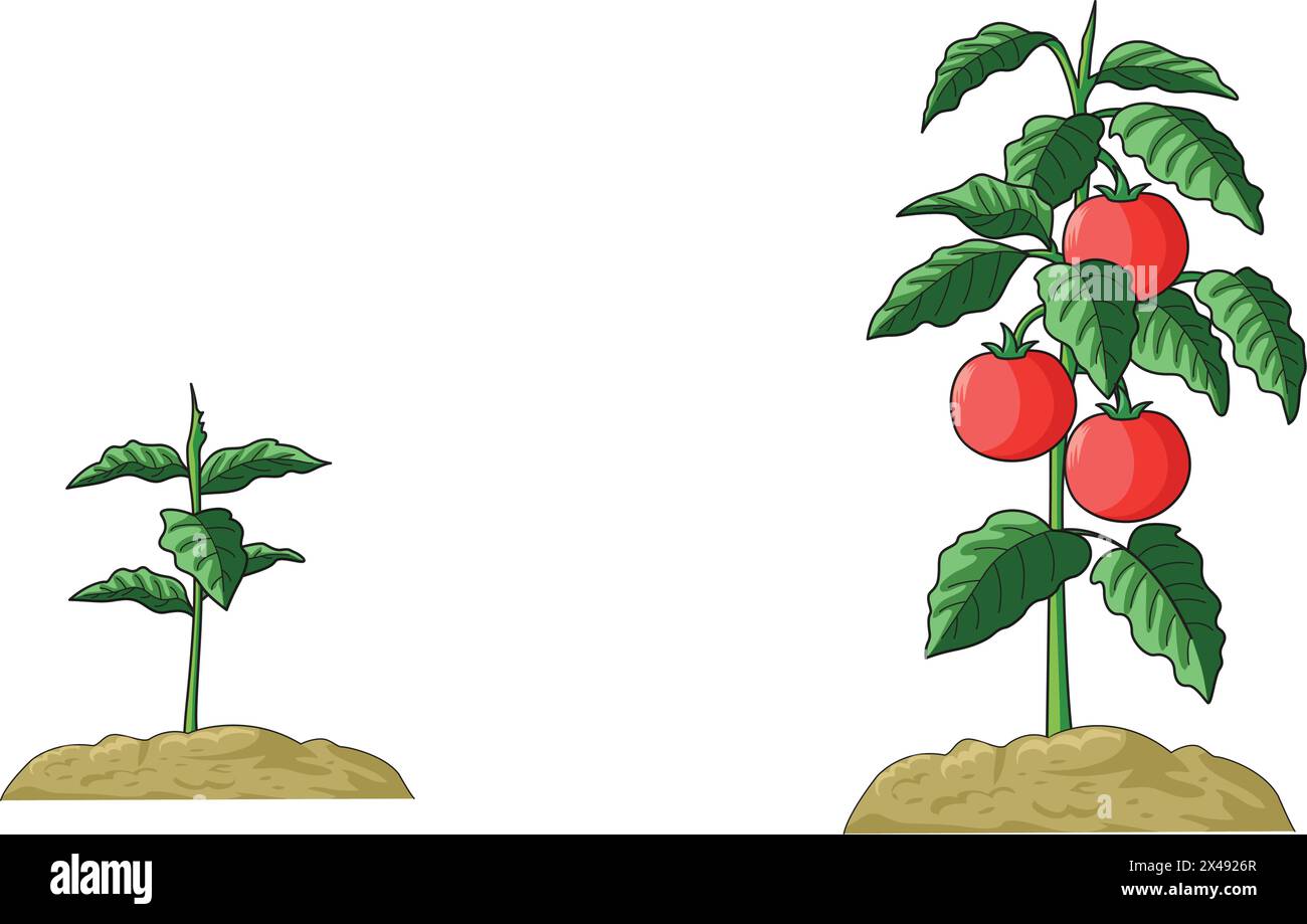 Illustrazione che mostra la pianta radicata nel terreno con foglie e frutti di pomodoro Illustrazione Vettoriale