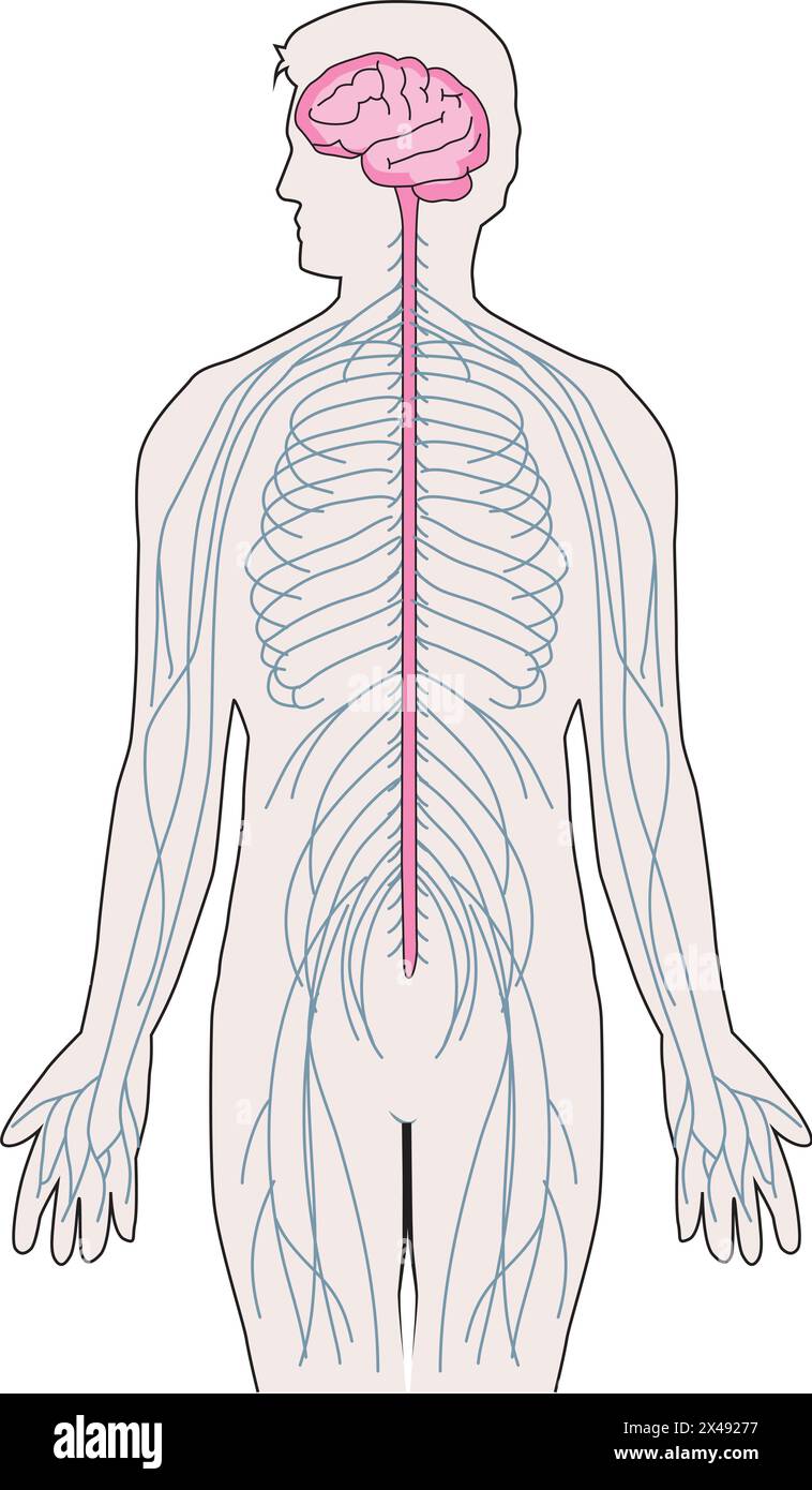 Illustrazione che mostra il sistema nervoso e la colonna vertebrale Illustrazione Vettoriale