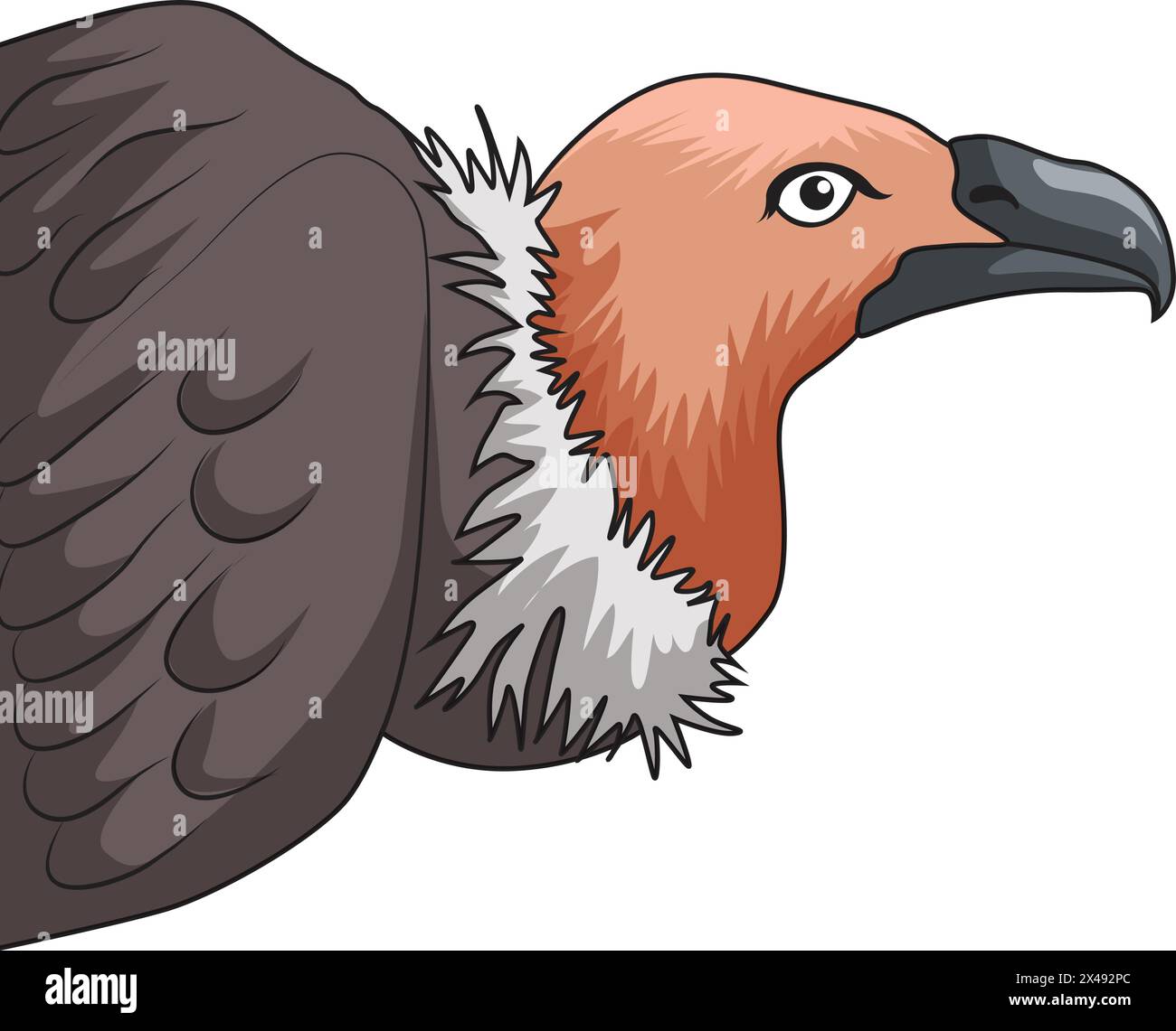 Becco avvoltoio Illustrazione Vettoriale