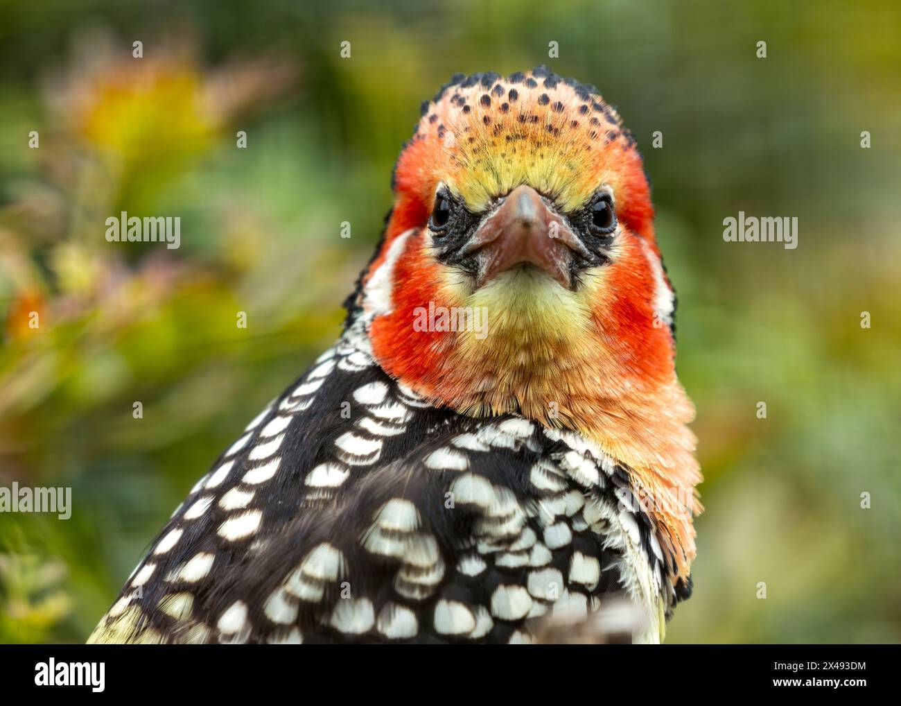 Colpire barbet con la testa rossa, il petto giallo e le marcature nere. Si trova nei boschi e nelle savane dell'Africa sub-sahariana. Foto Stock