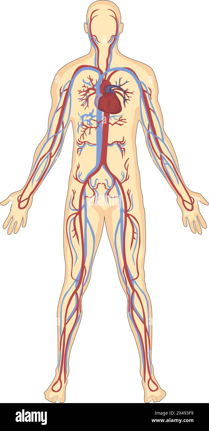 Anatomia dei vasi sanguigni umani Illustrazione Vettoriale