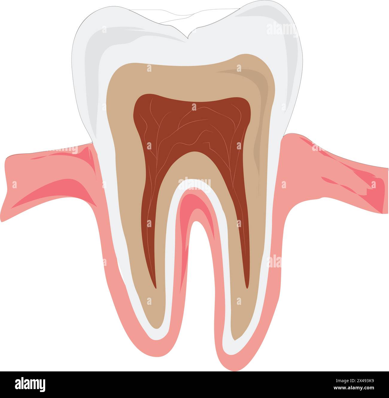 Denti umani Illustrazione Vettoriale