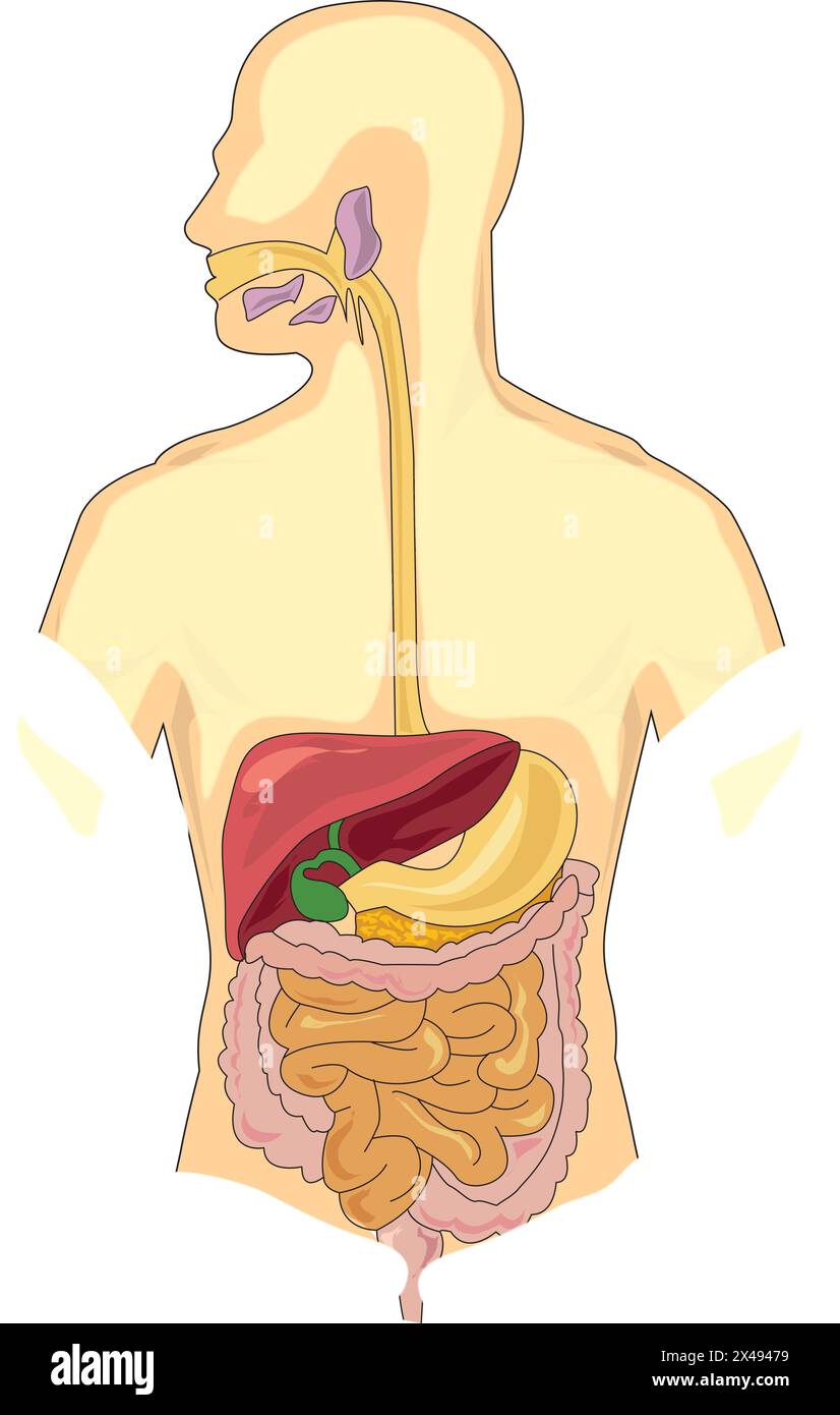 Apparato digestivo umano Illustrazione Vettoriale