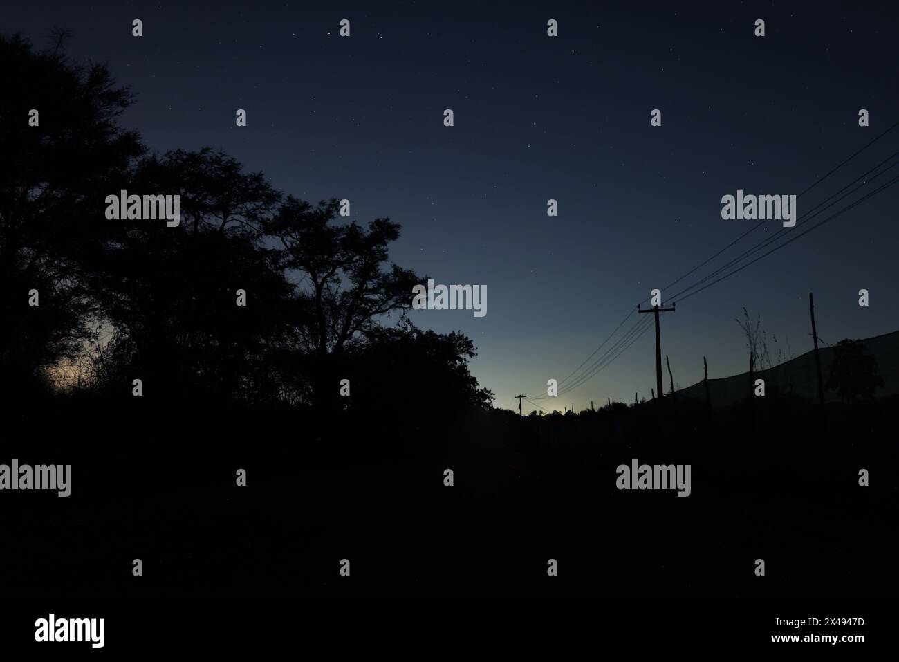 cielo notturno con albero e linea elettrica Foto Stock