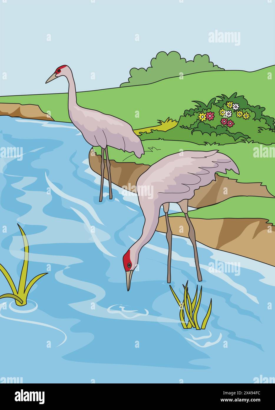 Un cigno che beve acqua e altro ancora in piedi in uno sfondo naturale Illustrazione Vettoriale
