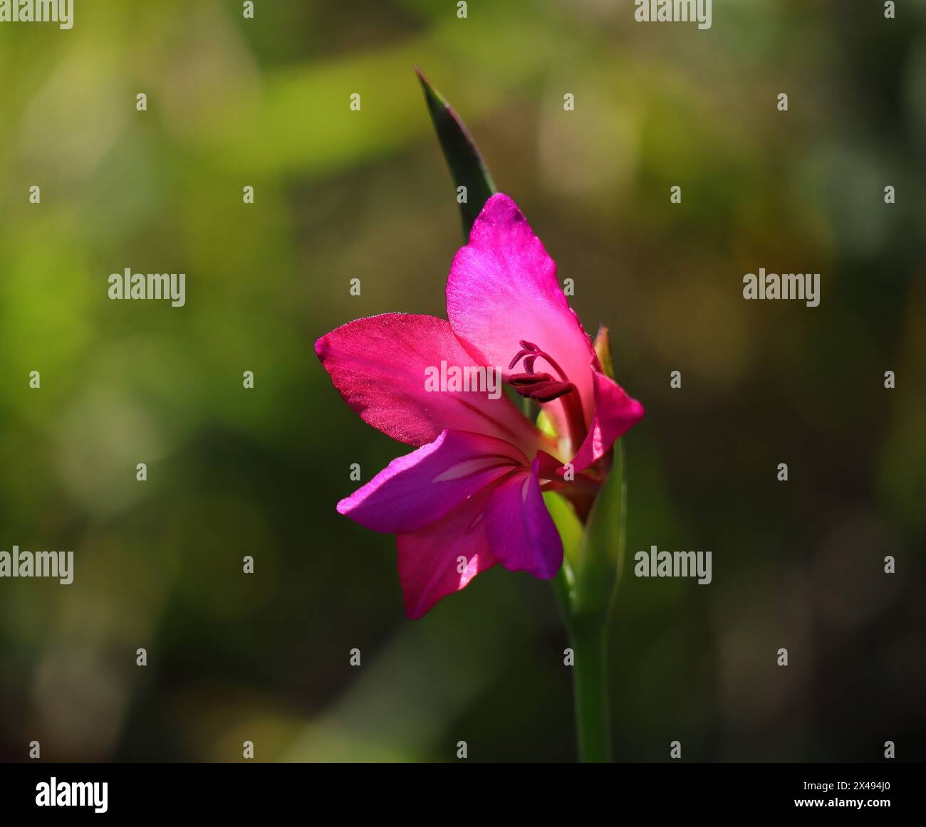 Primavera, Oeiras, Portogallo. Gladiolus illyricus - gladiolus selvaggio che cresce in natura. Retroilluminato. Messa a fuoco superficiale selettiva per l'effetto. Sfondo bokeh. Foto Stock