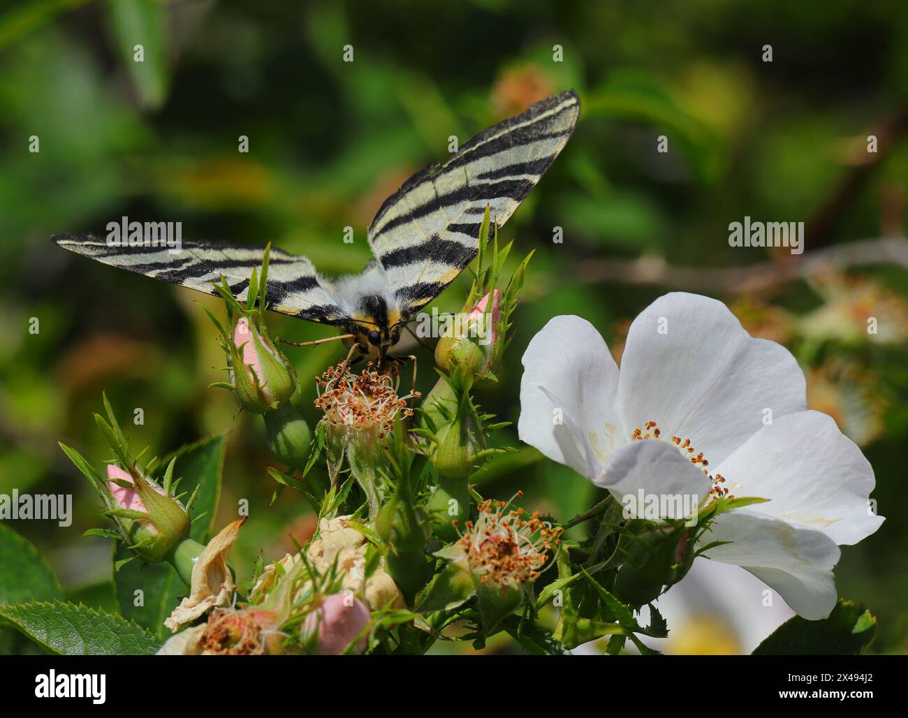 Scarso coda di rondine - Iphiclides podalirius. Avvistato Oeiras, Portogallo. Vista panoramica. Arroccato su un cespuglio di rose per cani. Foto Stock