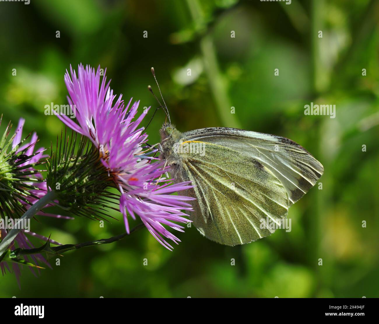 Farfalla bianca grande - Pieris brassicae, nota anche come farfalla di cavolo che si nutre da un cardo viola in piena fioritura. Oeiras, Lisbona, Portogallo Foto Stock