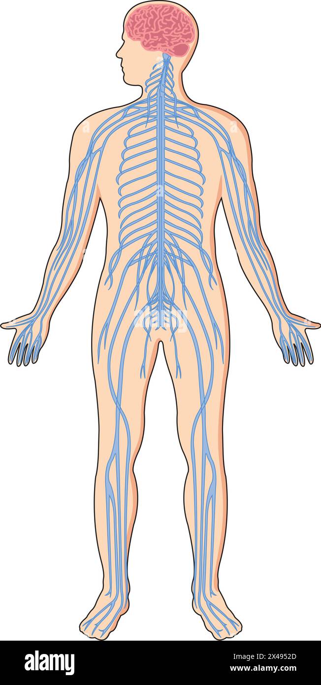 Illustrazione che mostra il sistema nervoso centrale in un corpo umano Illustrazione Vettoriale