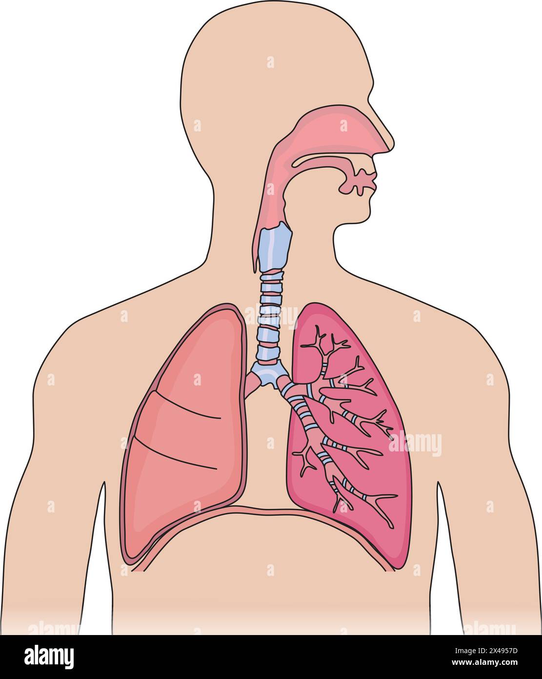 Diagramma del corpo umano che mostra il processo respiratorio Illustrazione Vettoriale