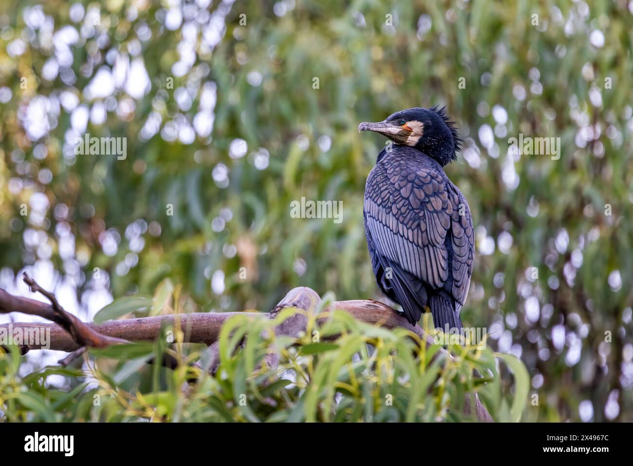 Grande cormorano, phalacrocorax carbo, noto anche come shag nero, arroccato su un albero di eucalipto, con sfondo fogliame estivo. Great Ocean Road, Au Foto Stock