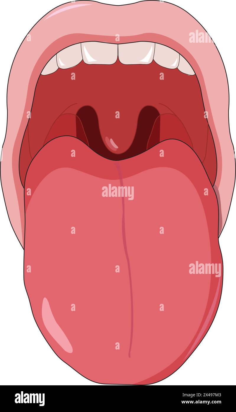 Illustrazione della bocca che mostra denti e lingua Illustrazione Vettoriale