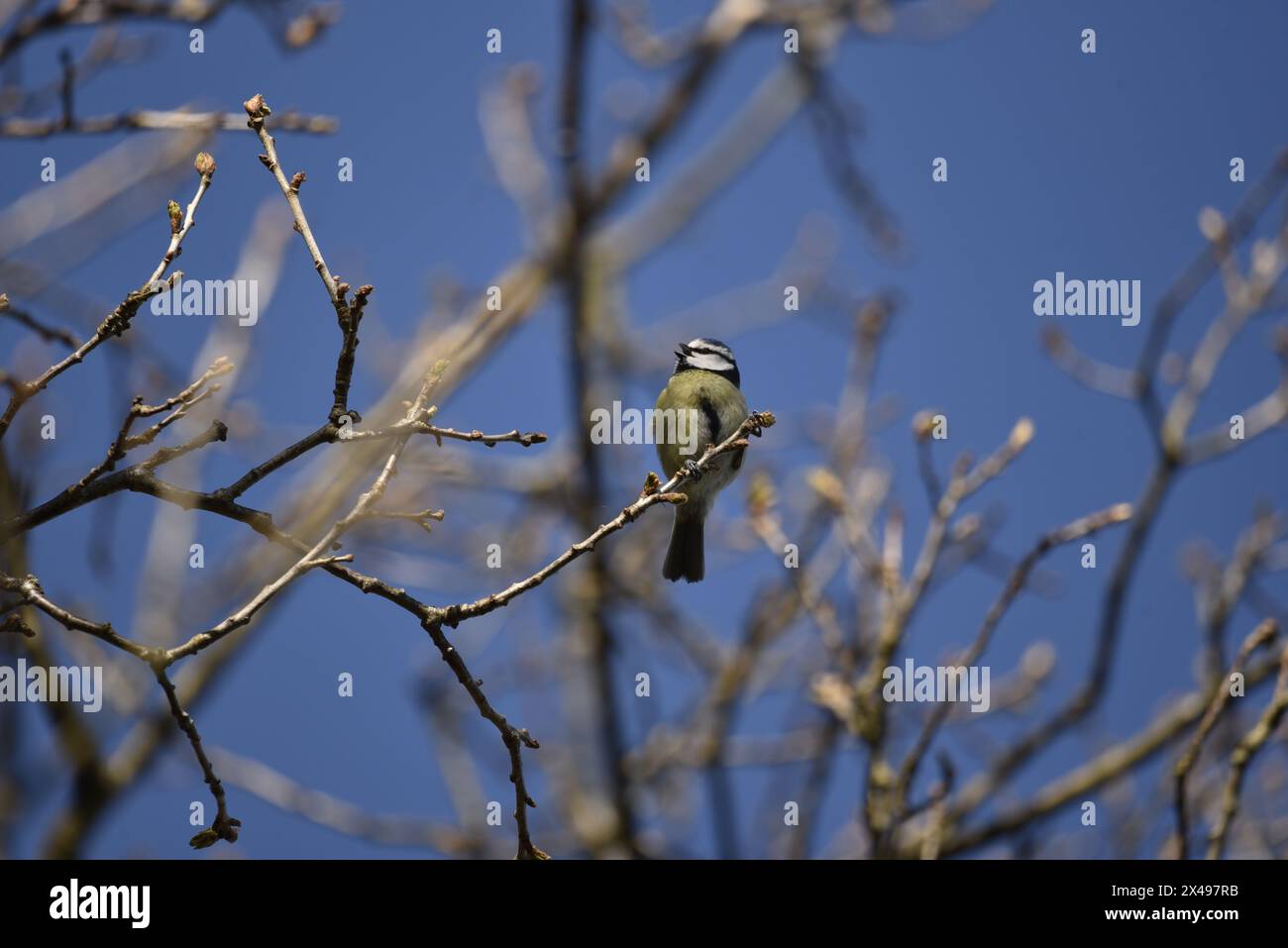 Blue Tit (Cyanistes caeruleus) Singing from the End of a Budding Tree Twig, Head Hold High, Against a Deep Blue Sky, realizzato in primavera nel Regno Unito Foto Stock