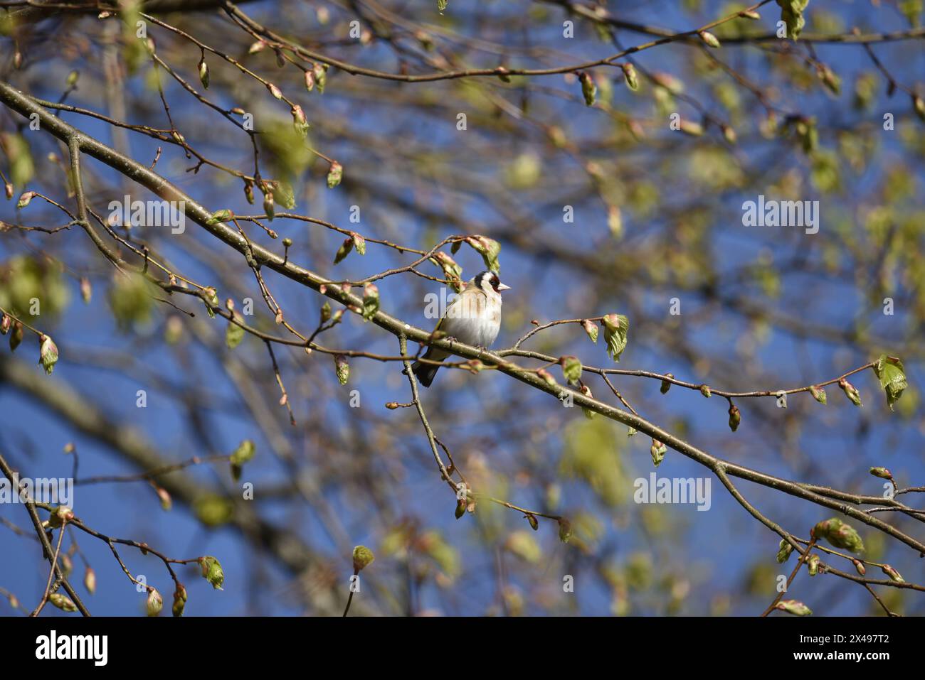 Immagine in primo piano di un Goldfinch europeo (Carduelis carduelis) di fronte a una telecamera con la testa girata a destra, appollaiata su un ramo contro un cielo blu Foto Stock