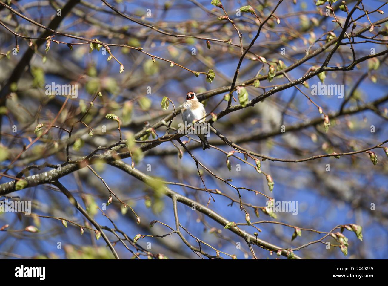 European Goldfinch (Carduelis carduelis) arroccato in alto con gli occhi illuminati dalla luce del sole sulla fotocamera, scattato su un cielo blu e sullo sfondo di filiali in erba, Regno Unito Foto Stock