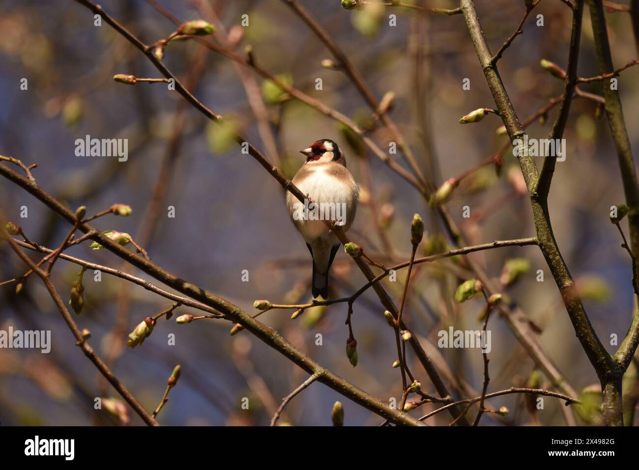 Immagine ravvicinata di un Goldfinch europeo (Carduelis carduelis) appollaiato di fronte alla telecamera, testa girata a sinistra, dalle filiali in erba di primavera, nel tardo pomeriggio Foto Stock