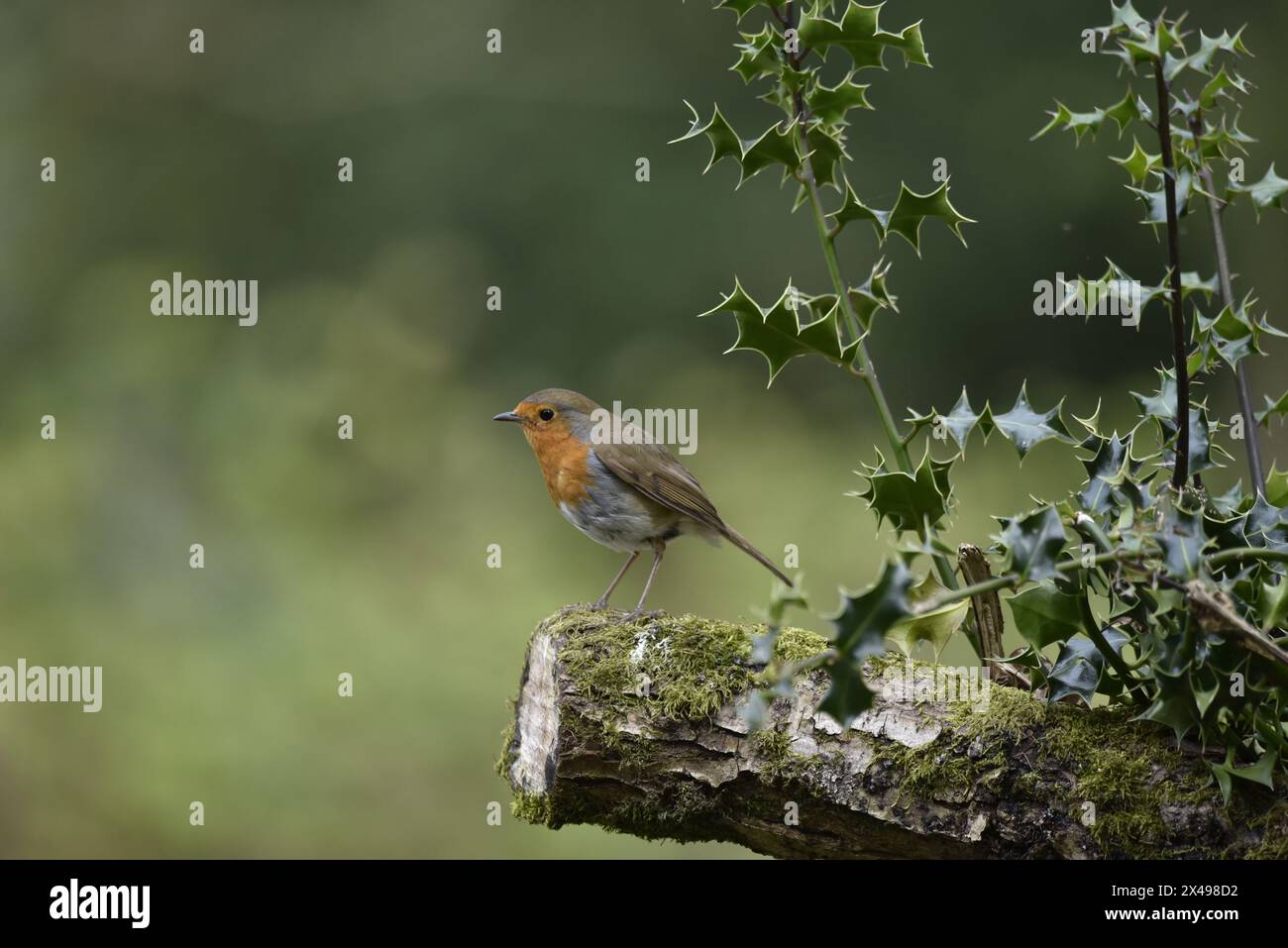 Immagine in primo piano di un Robin europeo (erithacus rubecula) arroccato sulla fine di un ramo Holly Cut-Off proveniente da Right of Image, Regno Unito Foto Stock