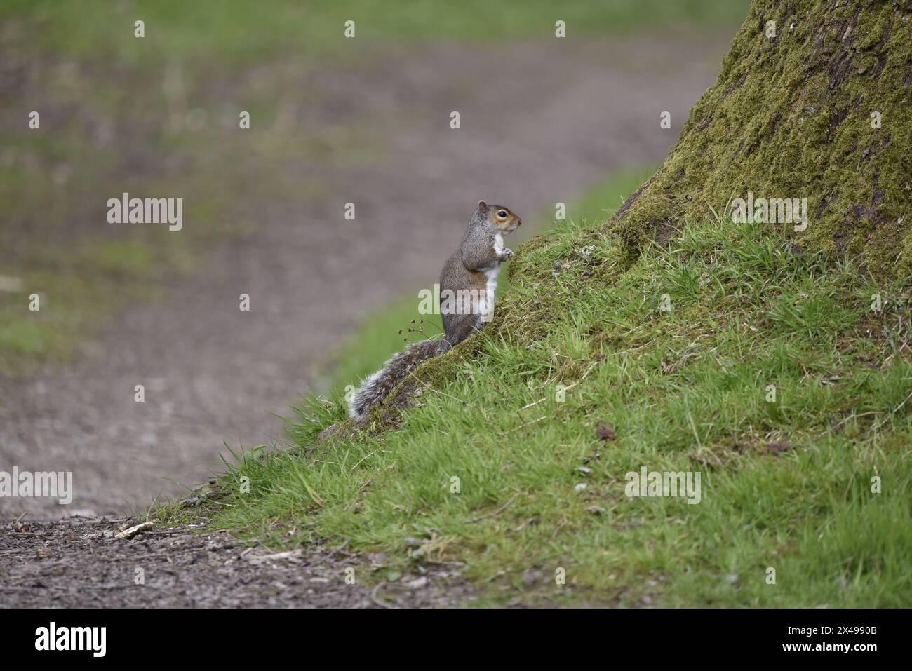 Scoiattolo grigio (Sciurus carolinensis) in piedi sulle zampe posteriori, guardando su un banco erboso in pendenza a destra, con un sentiero a sinistra, preso in primavera Foto Stock