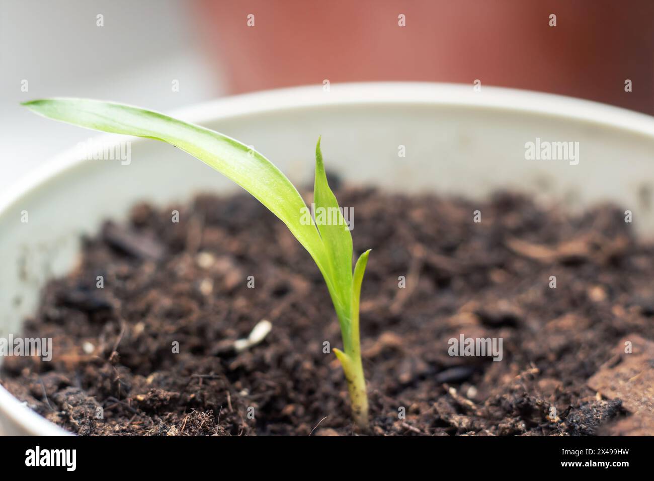 Un piccolo impianto domestico sta germogliando da uno pneumatico automobilistico sotto forma di impianto di fioritura. Si distingue in un modo unico man mano che cresce da un uncon Foto Stock