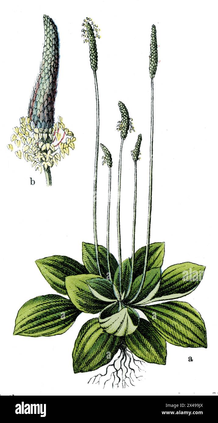 Plantago media, (libro di botanica, 1909), Wegerich, Mittlerer Foto Stock