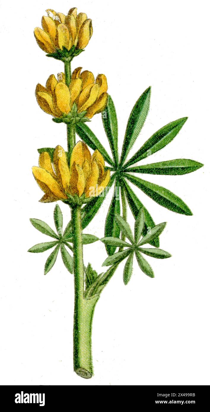 Annuale lupino giallo o lupino giallo europeo Lupinus luteus (libro botanico, 1900), Gelbe Lupine Foto Stock