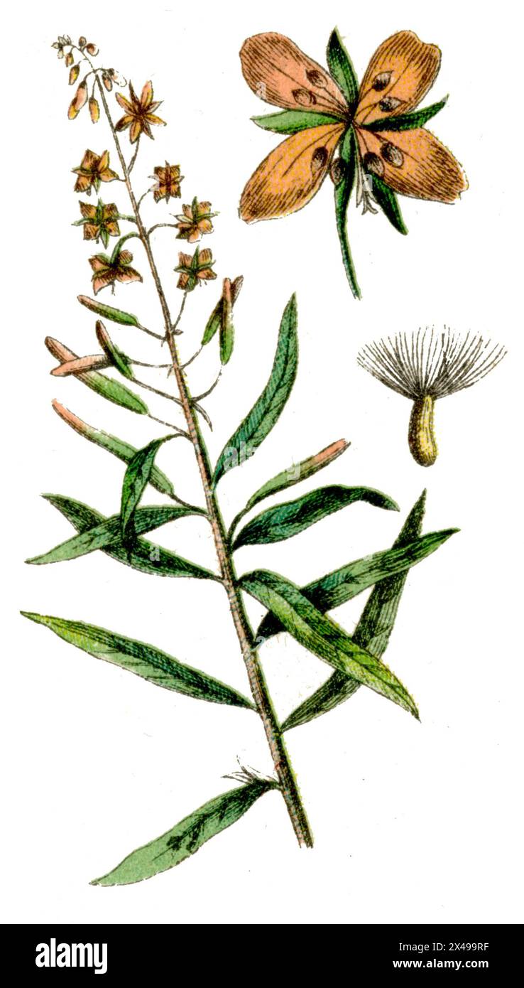 Fireweed Epilobium angustifolium, (libro di botanica, 1900), Schmalblättriges Weidenröschen Foto Stock