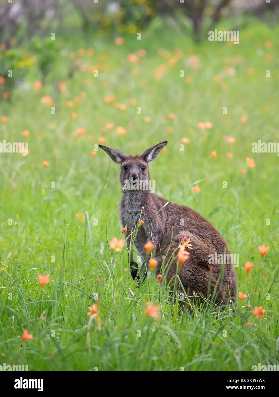 Un piccolo canguro di wallaby molto carino pascolano su un prato verde tra fiori in Australia, fauna selvatica e bellezza della natura Foto Stock