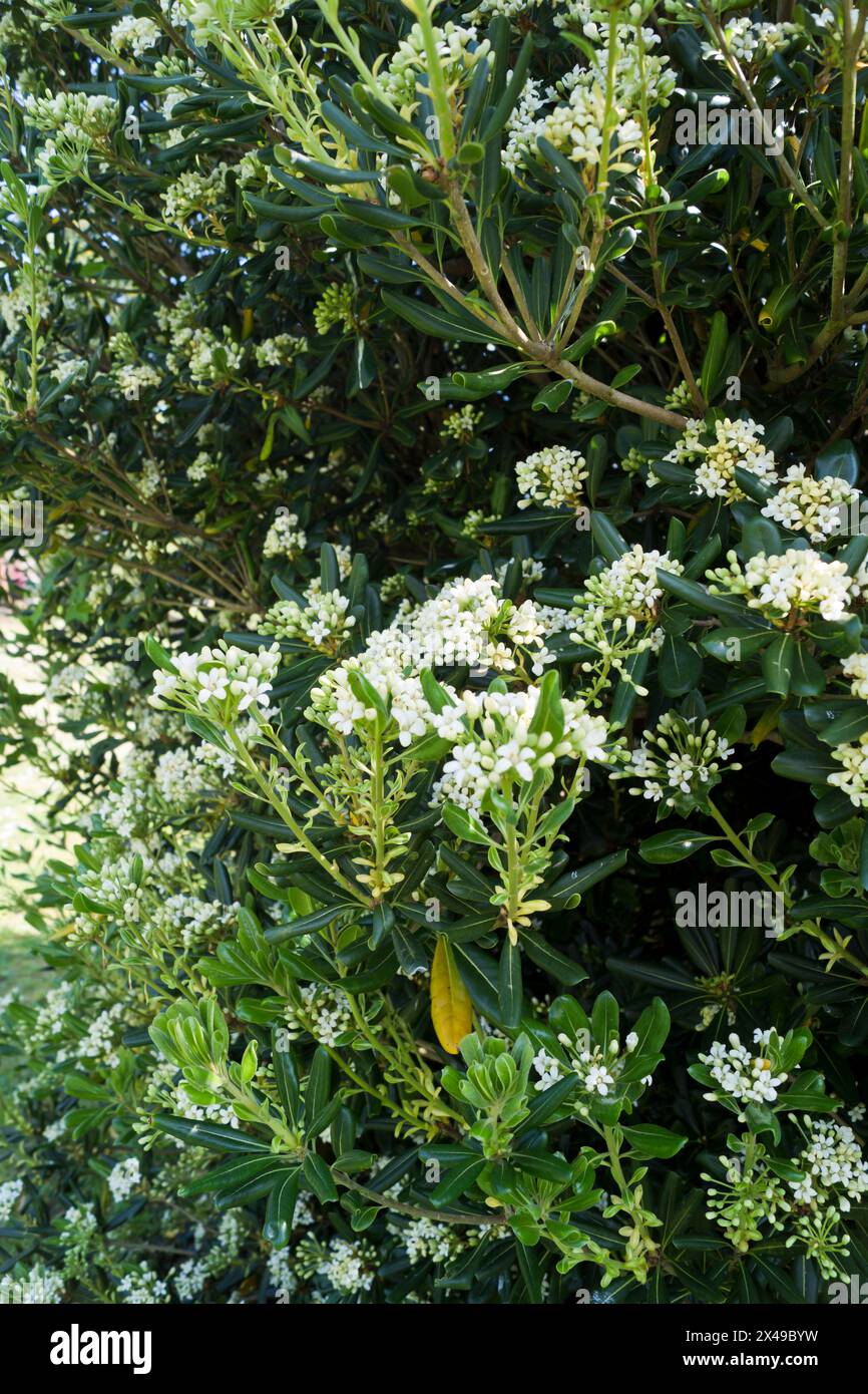 Pittosporum tobira, comunemente noto come fiore d'arancia cinese Foto Stock